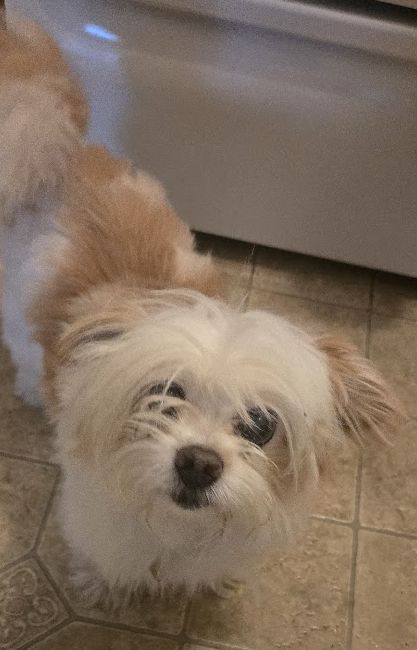 Lio
